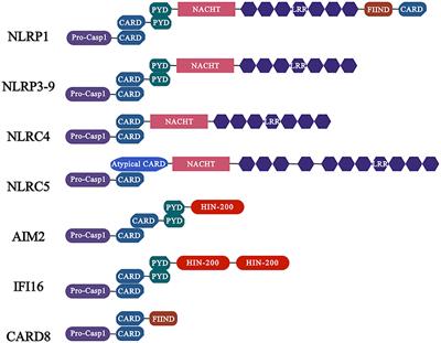 Race between virus and inflammasomes: inhibition or escape, intervention and therapy